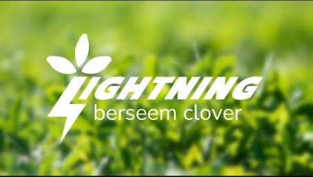Preview image for the video "Lightning Berseem Clover".