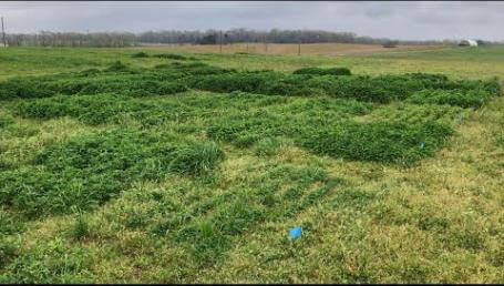 Preview image for the video "Mississippi Clover Trials – 2020".