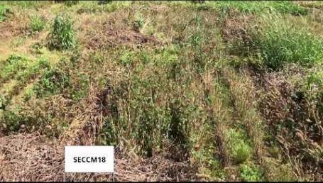 Preview image for the video "Mississippi State University Clover Trial — May 2019".