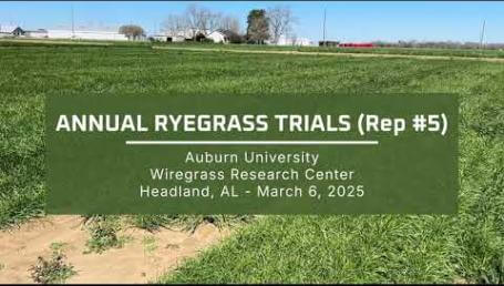 Preview image for the video "2025 Annual Ryegrass Trials - Wiregrass Research Center (Rep #5)".