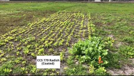 Preview image for the video "Cover Crop Trials, Luling, TX — 2019, Part 2".