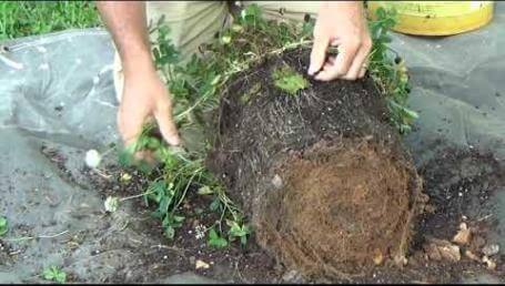 Preview image for the video "Renovation White Clover - 2017 Bucket Study".