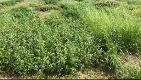 Preview image for the video "Mississippi State University Cover Crop Trial — May 2019".