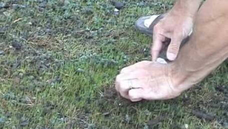 Preview image for the video "New Lawn Part 19 - A Fuzzy Green Surface after 12 days".