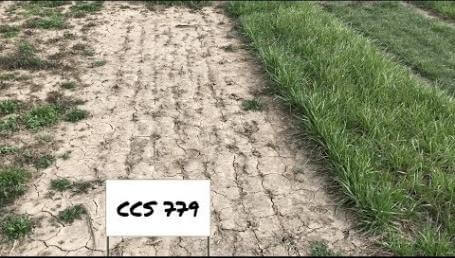 Preview image for the video "Ohio State University Cover Crop Trials - April 2018".