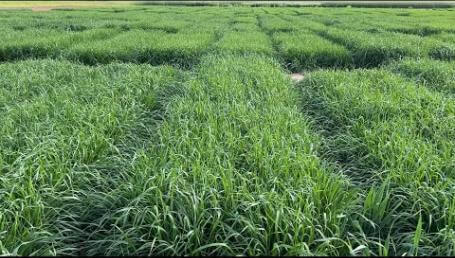 Preview image for the video "2024 Annual Ryegrass Trials - Wiregrass Research Center".