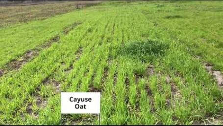 Preview image for the video "Cover Crop Trials, Luling, TX — 2019, Part 1".