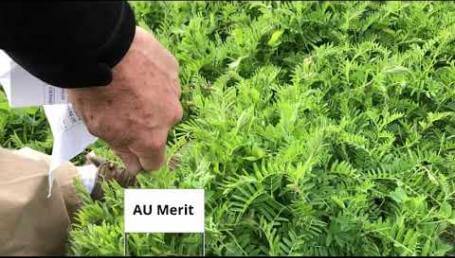 Preview image for the video "Cover Crop Trials, Luling, TX — 2019, Part 3".