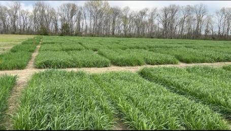 Preview image for the video "2024 Annual Ryegrass Trials - Blackbelt Research Center".