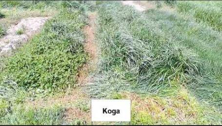 Preview image for the video "Ohio State 2020-2021 Cover Crop Trials - Late Spring Walkthrough".