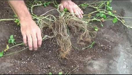 Preview image for the video "Kakariki White Clover - 2017 Bucket Study".