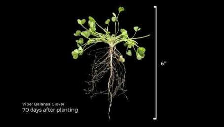 Preview image for the video "Viper Balansa Clover Timelapse".