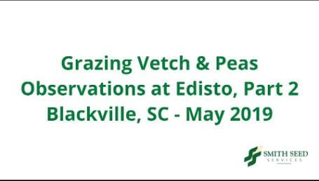 Preview image for the video "Grazing Vetch and Pea Observations — 2019, Part 2".