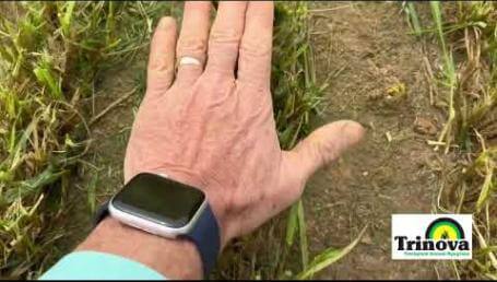 Preview image for the video "2022-23 Auburn University Annual Ryegrass Trial – Headland, AL- Post-Harvest - Part 3".