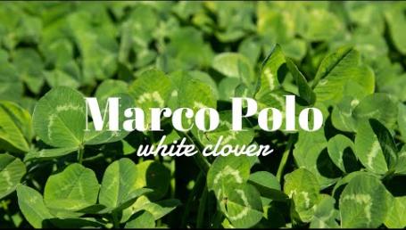 Preview image for the video "Marco Polo White Clover".