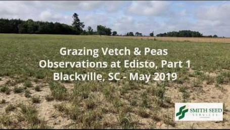 Preview image for the video "Grazing Vetch and Pea Observations — 2019, Part 1".