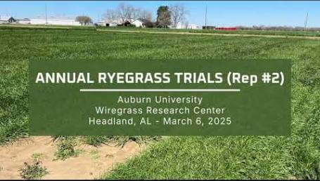 Preview image for the video "2025 Annual Ryegrass Trials - Wiregrass Research Center (Rep #2)".