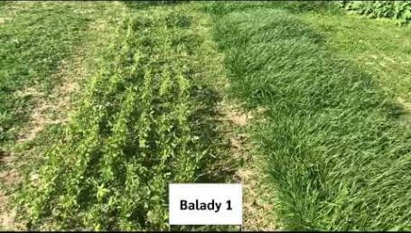 Preview image for the video "Fall Growth On Cover Crops – 2020".