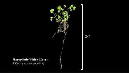 Preview image for the video "Marco Polo White Clover Timelapse".