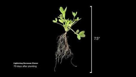 Preview image for the video "Lightning Berseem Clover".