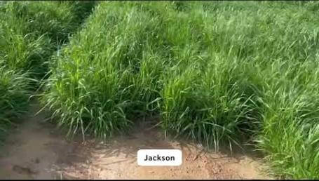 Preview image for the video "Annual Ryegrass Trial – Headland, AL – Pre-Harvest - Part 1".