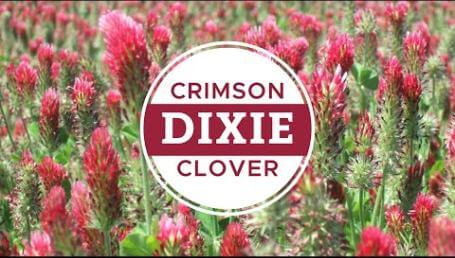 Preview image for the video "Dixie Crimson Clover".