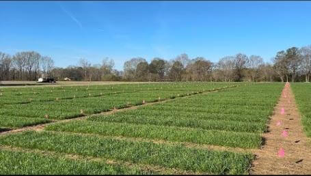 Preview image for the video "2024 Annual Ryegrass Trials - Sand Mountain Research Center".
