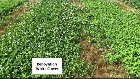 Preview image for the video "Louisiana State University Clover Trial — May 2019".