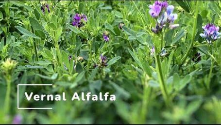 Preview image for the video "Vernal Alfalfa Study".