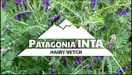 Preview image for the video "Patagonia Inta Hairy Vetch".