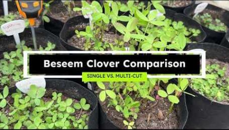 Preview image for the video "Berseem Clover Comparison - Single vs. Multi-Cut".