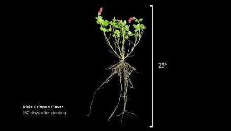 Preview image for the video "Dixie Crimson Clover".