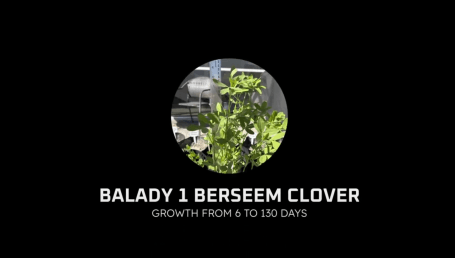 Balady 1 berseem clover