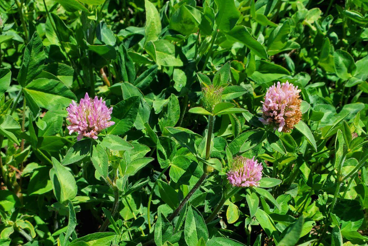 Close up of GA-9908 Medium Red Clover