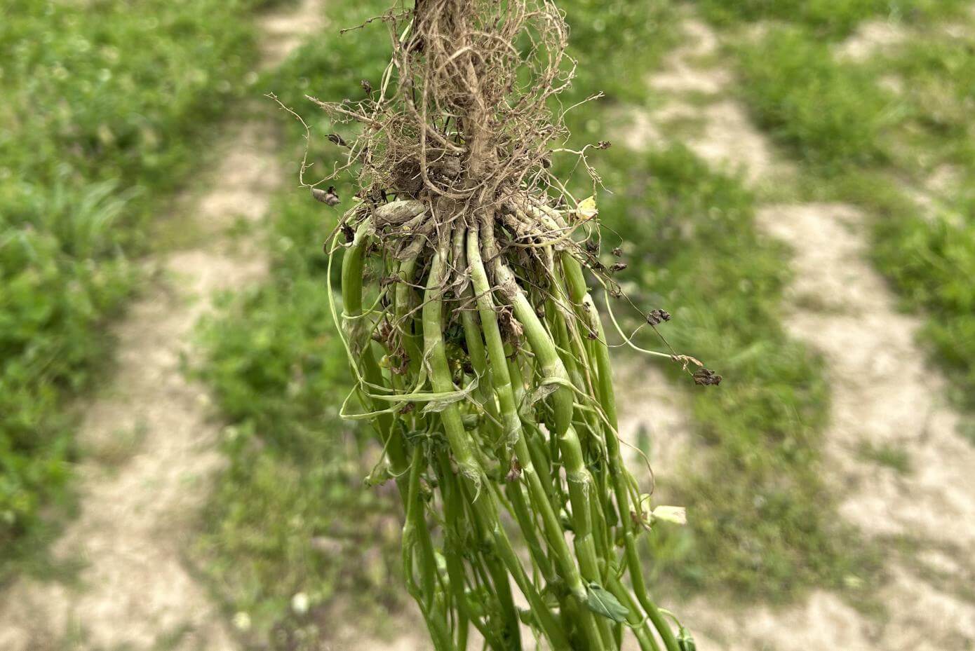 Viper Balansa plant - crown structure