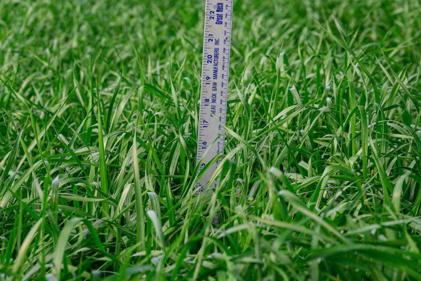 Baqueano in Headland, AL - March 2024