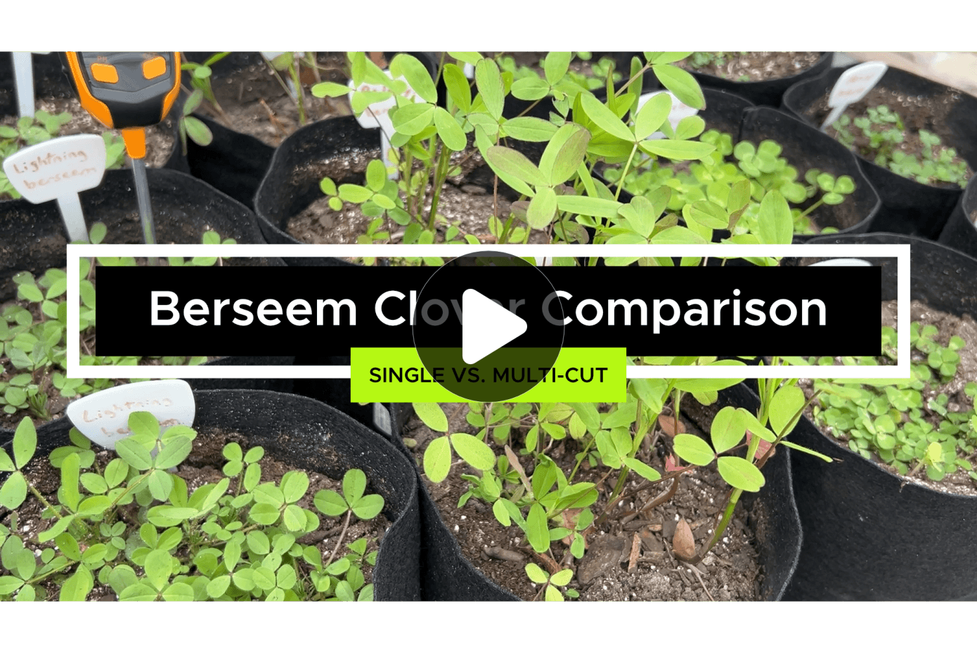 Plants in black fabric containers. One plant is much taller than the others. Overlayed with the words "Berseem Clover Comparison: Multi Vs. Single-Cut"