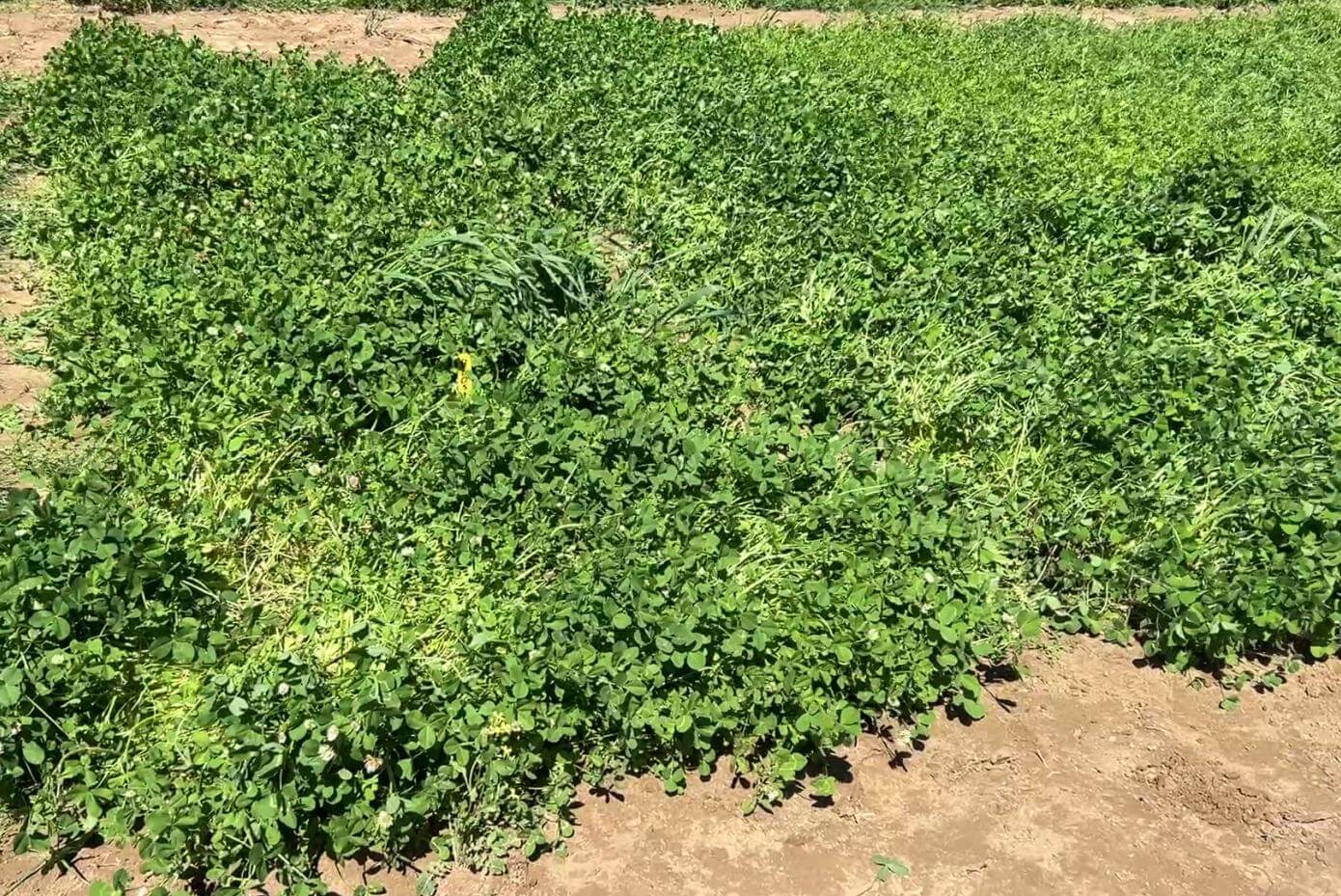A field with various patches of vegetation.