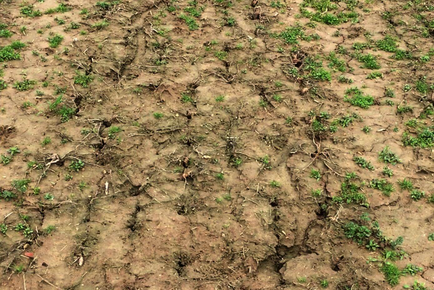 A bare patch of ground with many holes where CCS 779 tubers used to be.