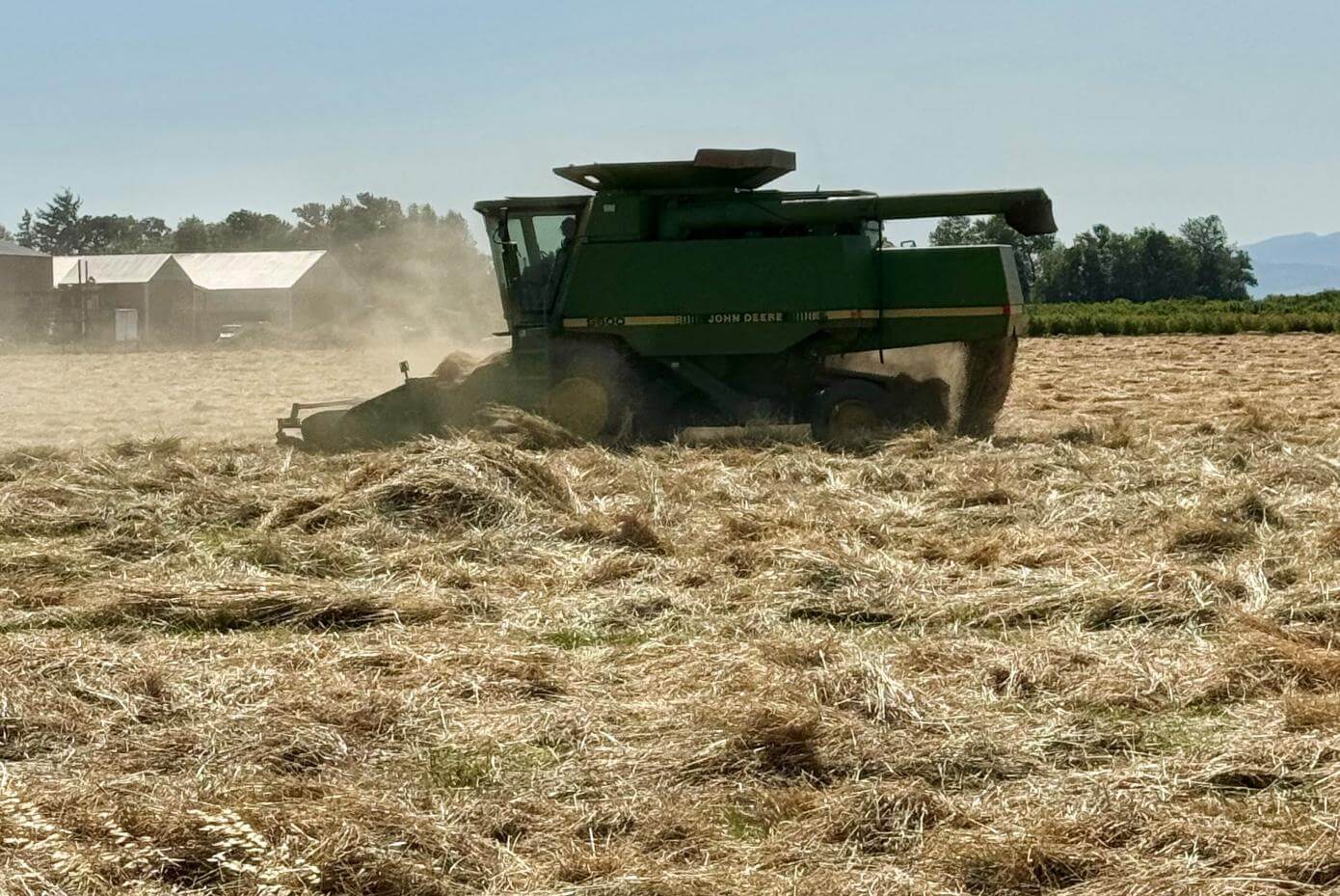 Combine in a field harvesting grass seed.