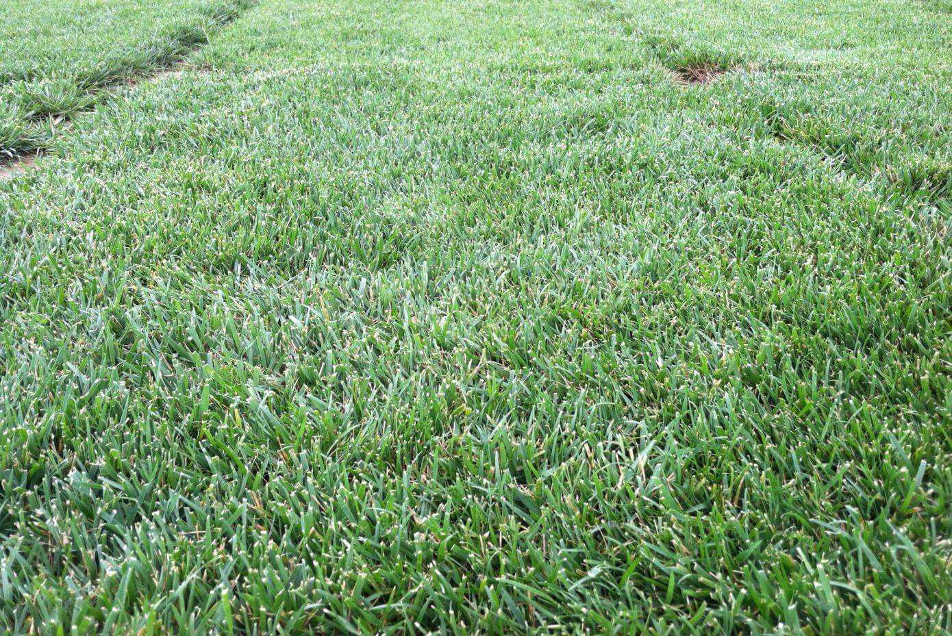 Covenant II grass in a trial