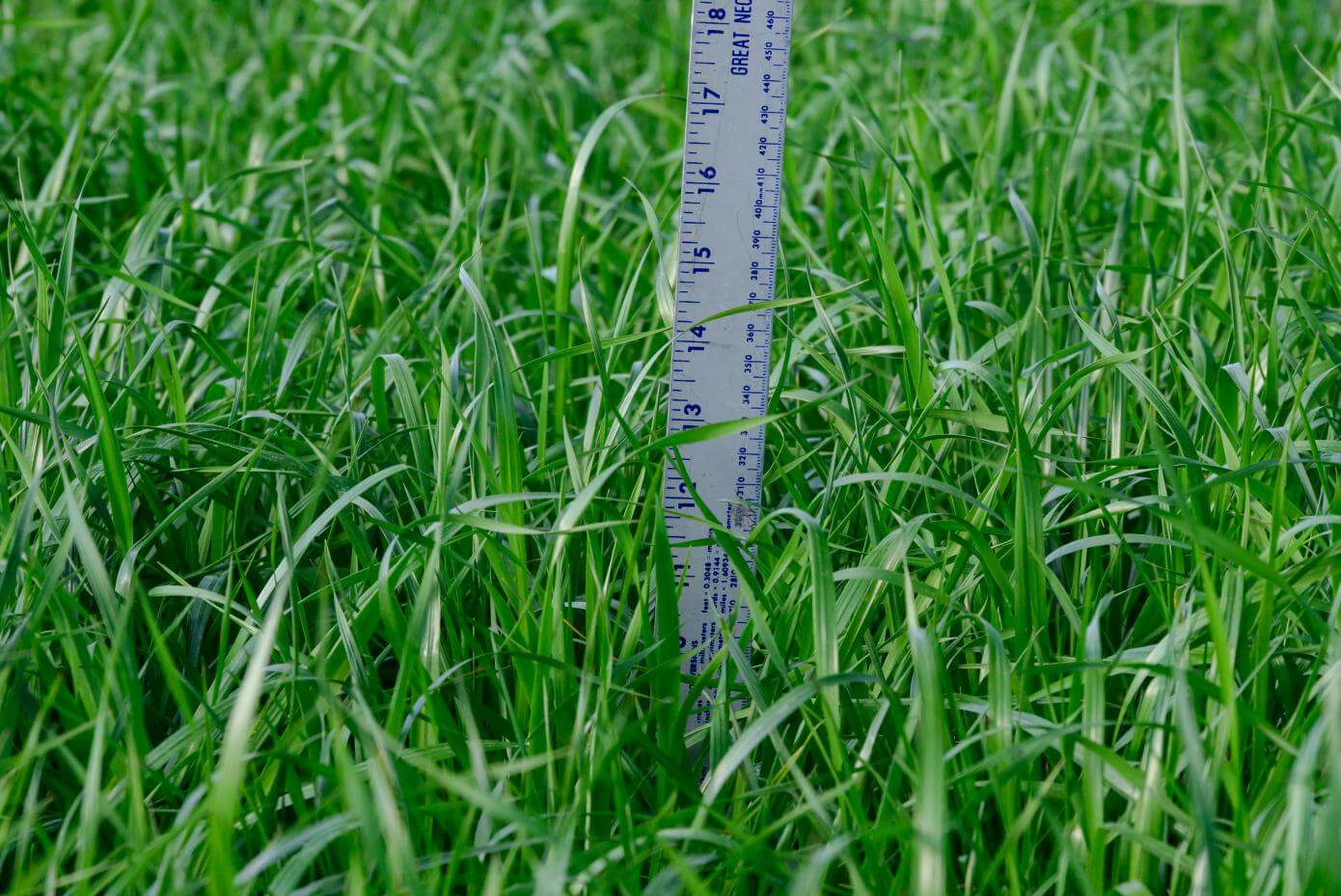 Dexter in Headland, AL - March 2024