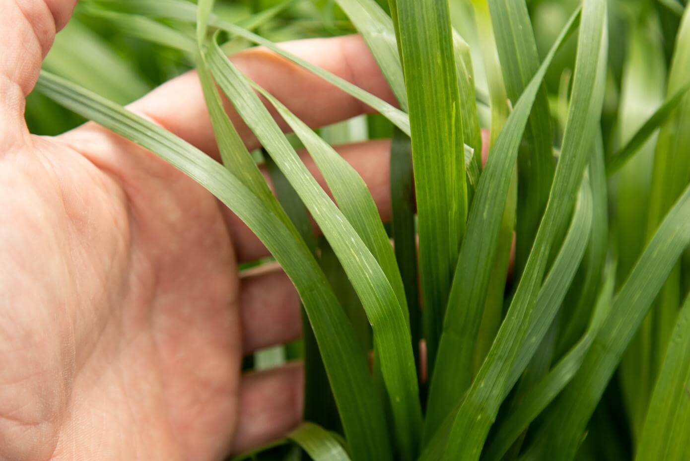 Dexter production field in Oregon | May 2022