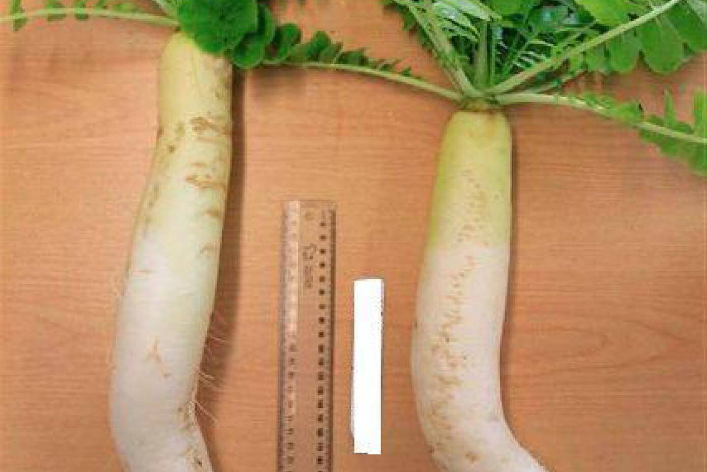 Mino early radish tuber and leaves