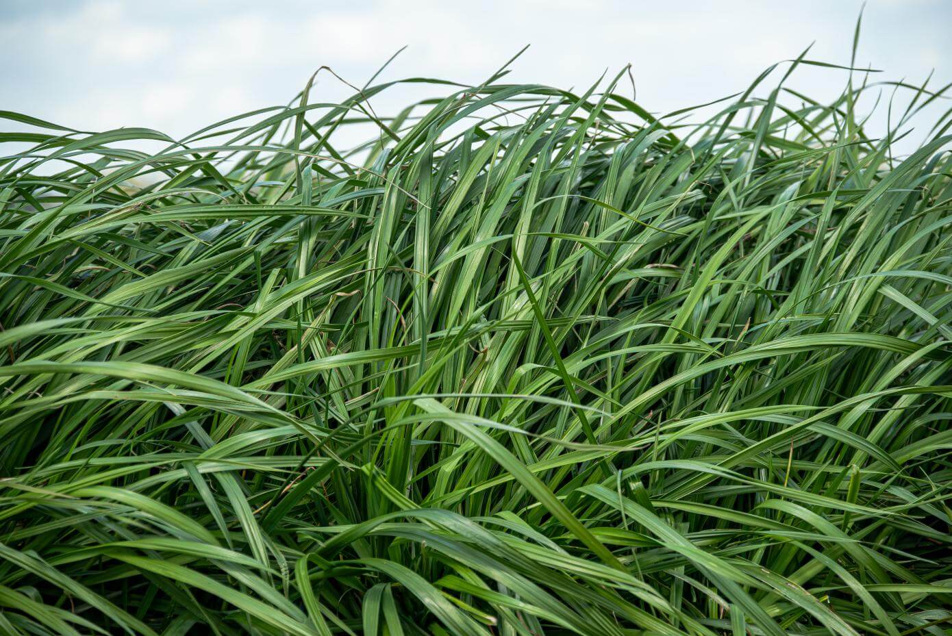 A dense patch of green grass with many leaves visible.