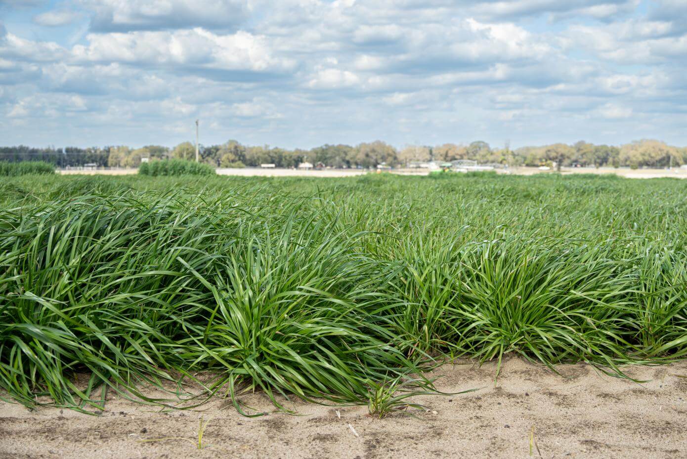 Side-by-side comparison of two grass varieties. EarlyBoss is on the left and is taller than Marshall on the right.