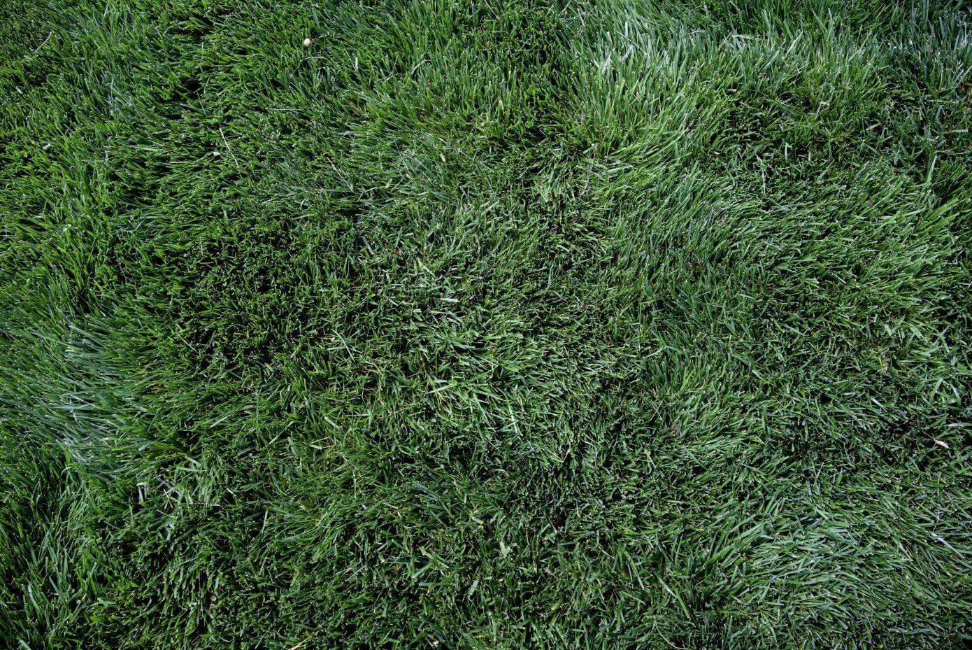 A patch of mowed grass.