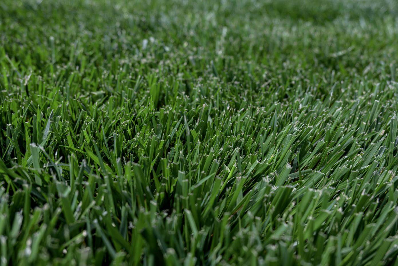 A patch of mowed grass.