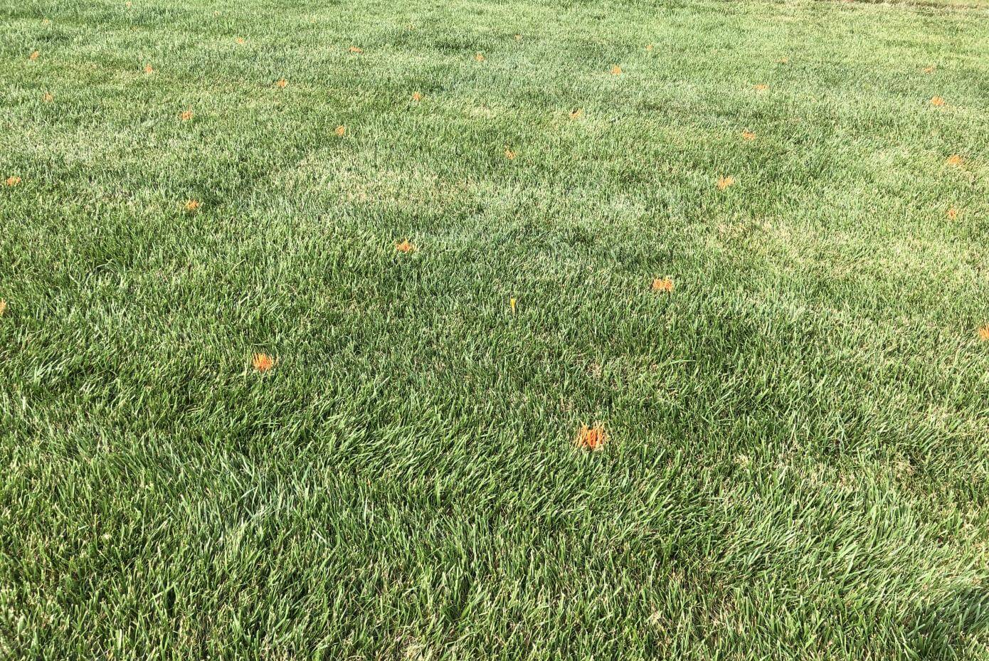 Fesnova Tall Fescue in NTEP Trials at Griffin, GA