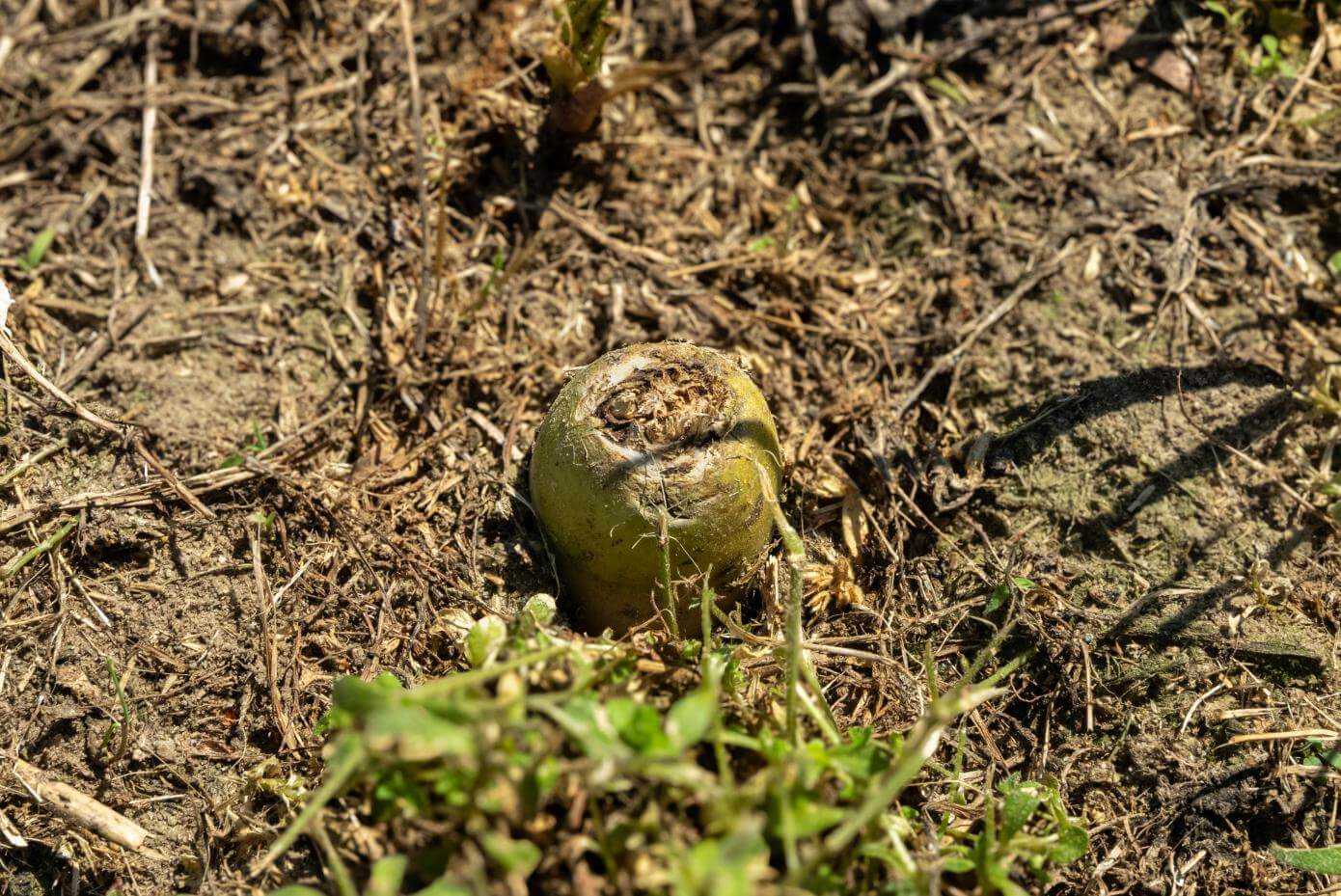 FragiBlaster Cover Crop Radish, close-up of tuber in ground